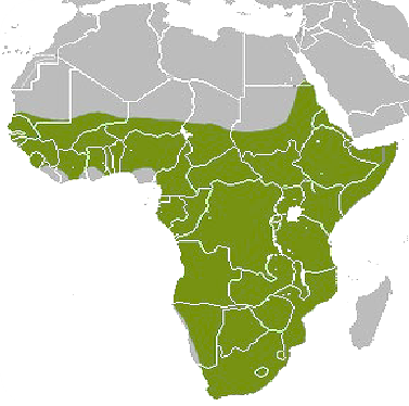 Carte de répartition de l'aardvark en Afrique sub-saharienne