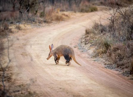Un aardvark traversant un chemin dans la savane africaine